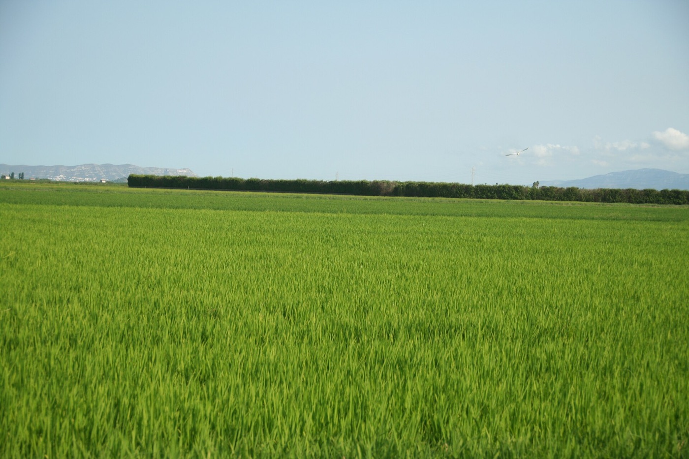 Green rice paddies divided by irrigation channels in L’Albufera near Valencia
