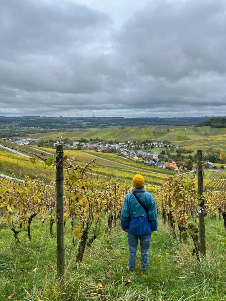 Vineyards on Württemberg Hill with view over Stuttgart